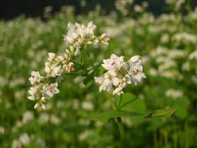 7月6日そばの花アップ