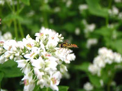 7月9日蕎麦の花につく虫