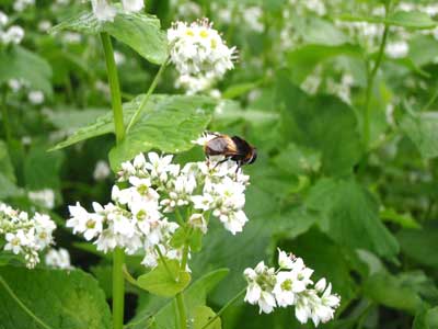 7月9日蕎麦の花につく虫2