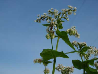 平成21年7月20日そばの花